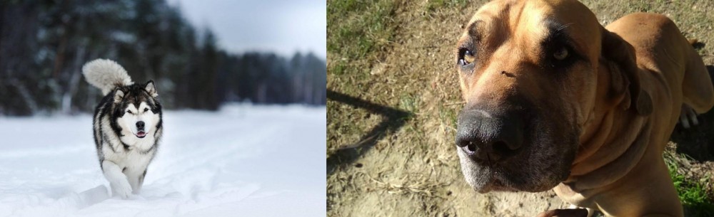 Cabecudo Boiadeiro vs Siberian Husky - Breed Comparison