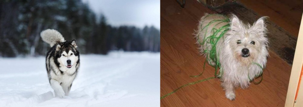 Cairland Terrier vs Siberian Husky - Breed Comparison