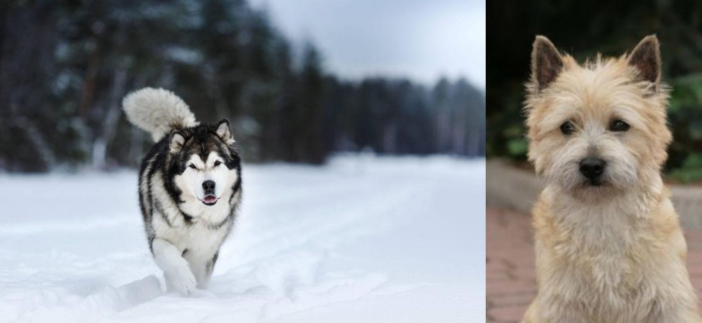 Cairn Terrier vs Siberian Husky - Breed Comparison