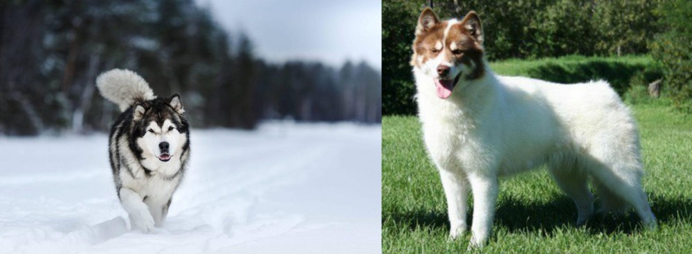 Canadian Eskimo Dog vs Siberian Husky - Breed Comparison