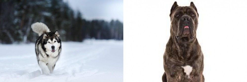 Cane Corso vs Siberian Husky - Breed Comparison