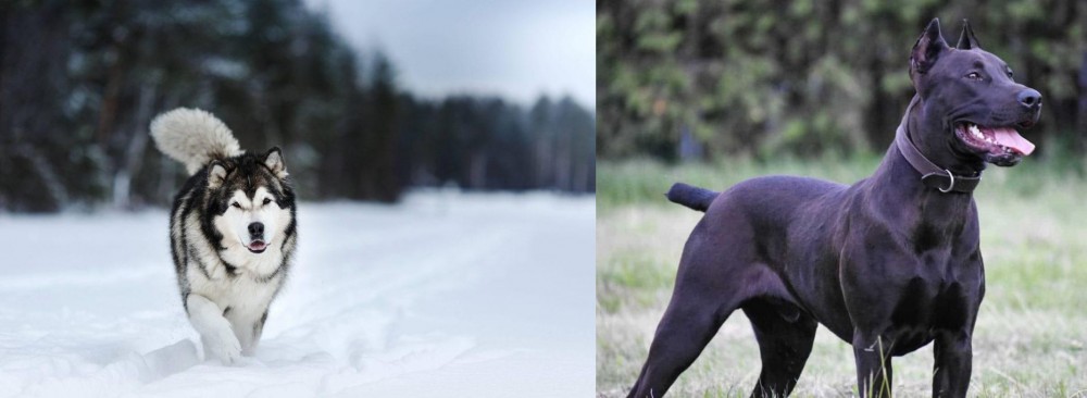 Canis Panther vs Siberian Husky - Breed Comparison