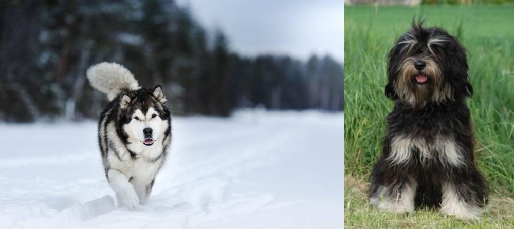 Cao da Serra de Aires vs Siberian Husky - Breed Comparison