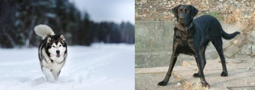 Cao de Castro Laboreiro vs Siberian Husky - Breed Comparison