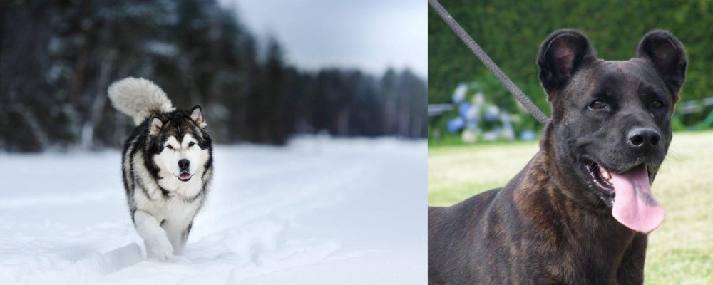 Cao Fila de Sao Miguel vs Siberian Husky - Breed Comparison