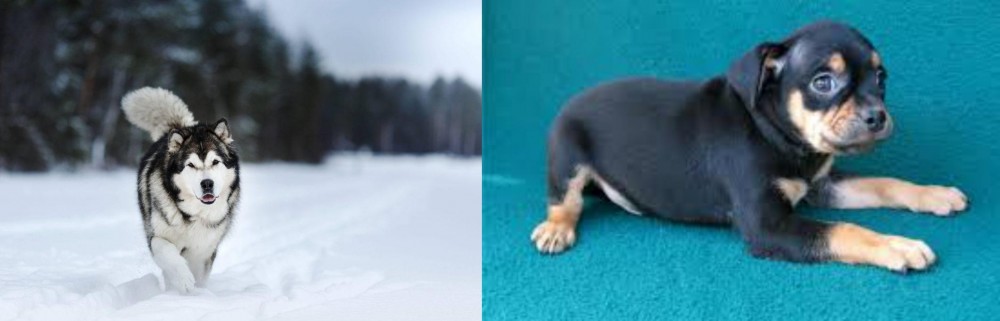 Carlin Pinscher vs Siberian Husky - Breed Comparison