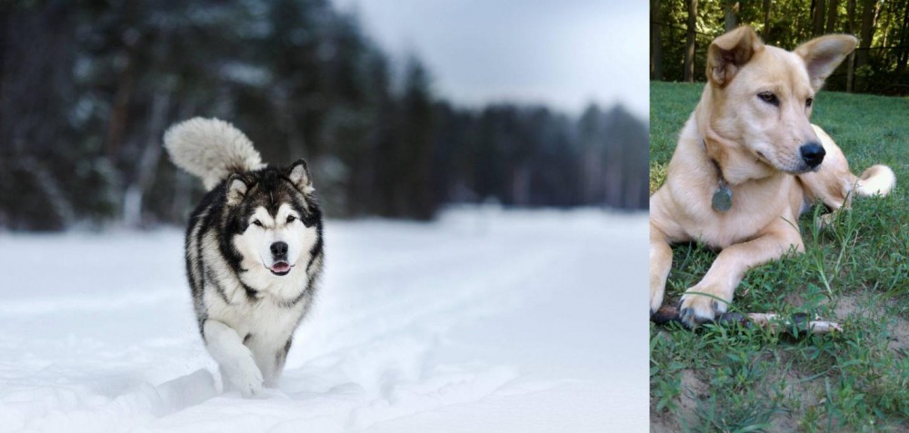Carolina Dog vs Siberian Husky - Breed Comparison