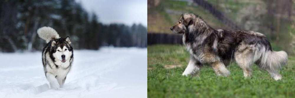 Carpatin vs Siberian Husky - Breed Comparison