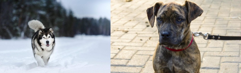 Catahoula Bulldog vs Siberian Husky - Breed Comparison