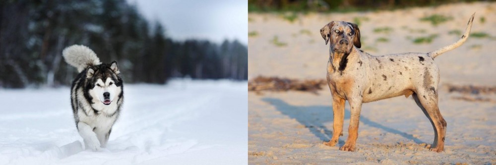 Catahoula Cur vs Siberian Husky - Breed Comparison