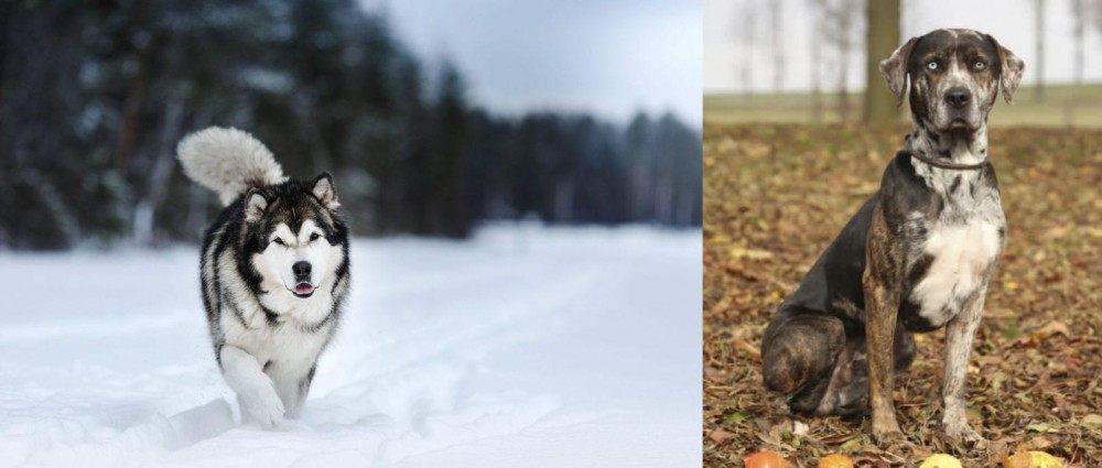 Catahoula Leopard vs Siberian Husky - Breed Comparison