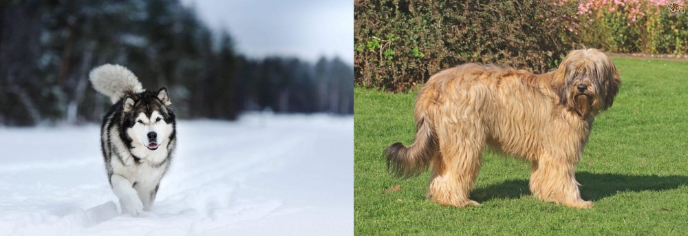 Catalan Sheepdog vs Siberian Husky - Breed Comparison