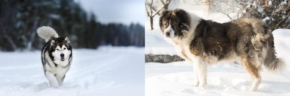 Caucasian Shepherd vs Siberian Husky - Breed Comparison