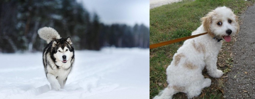 Cavachon vs Siberian Husky - Breed Comparison