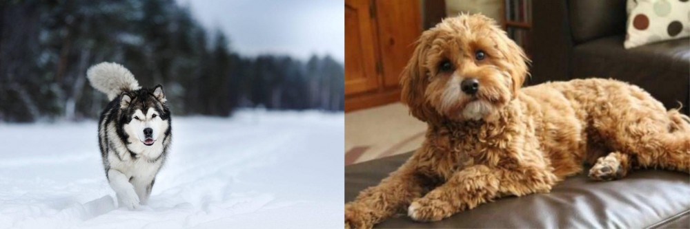Cavapoo vs Siberian Husky - Breed Comparison
