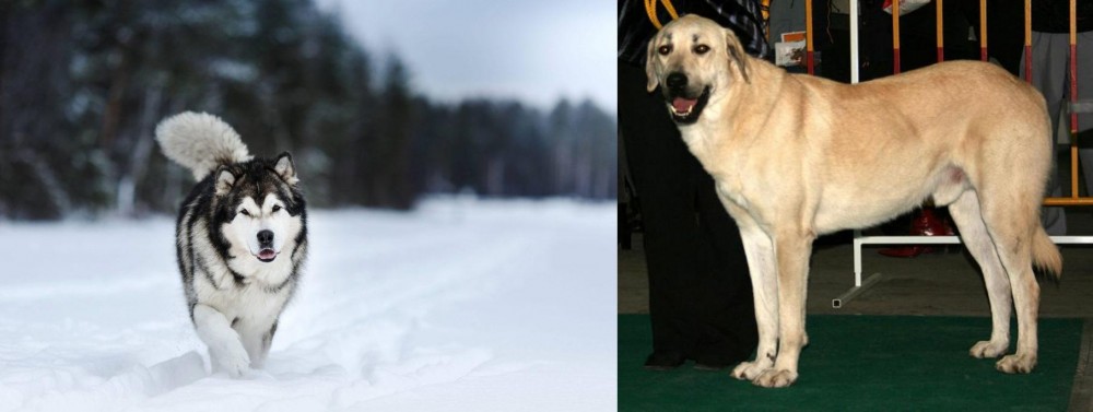 Central Anatolian Shepherd vs Siberian Husky - Breed Comparison
