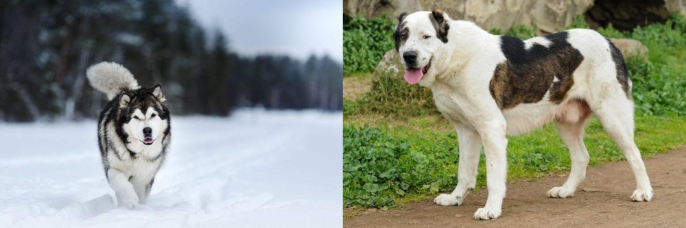 Central Asian Shepherd vs Siberian Husky - Breed Comparison