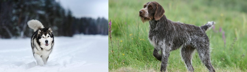 Cesky Fousek vs Siberian Husky - Breed Comparison