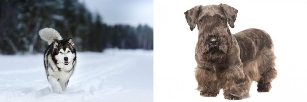 Cesky Terrier vs Siberian Husky - Breed Comparison