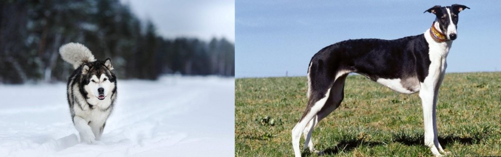 Chart Polski vs Siberian Husky - Breed Comparison