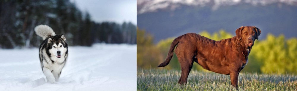 Chesapeake Bay Retriever vs Siberian Husky - Breed Comparison