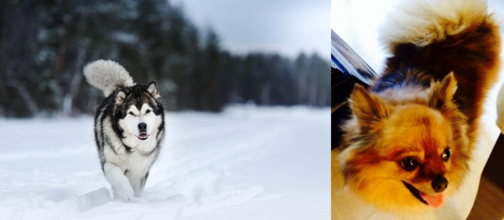 Chiapom vs Siberian Husky - Breed Comparison