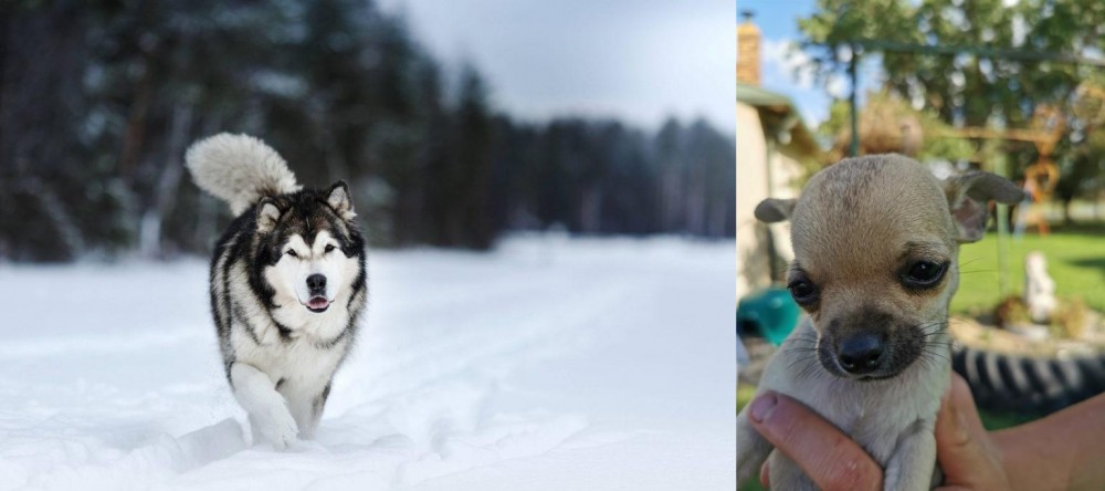 Chihuahua vs Siberian Husky - Breed Comparison