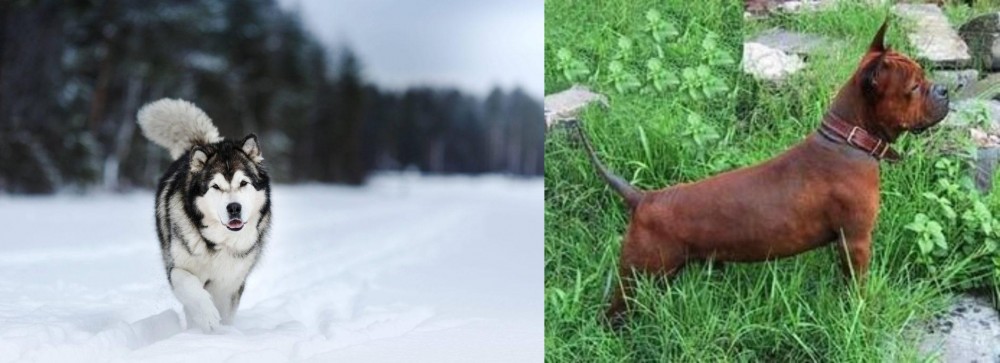 Chinese Chongqing Dog vs Siberian Husky - Breed Comparison