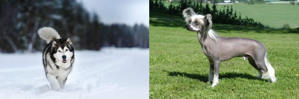 Chinese Crested Dog vs Siberian Husky - Breed Comparison