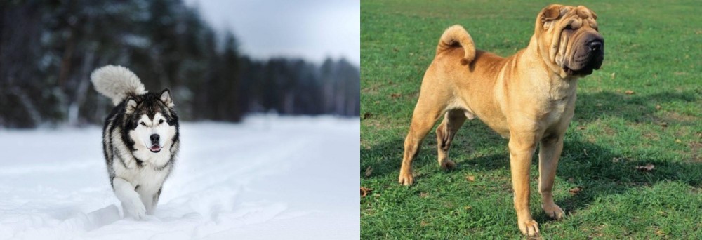 Chinese Shar Pei vs Siberian Husky - Breed Comparison