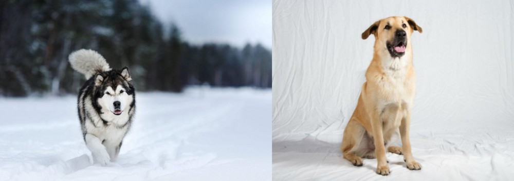 Chinook vs Siberian Husky - Breed Comparison