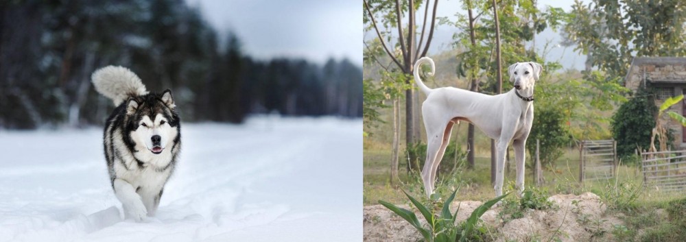 Chippiparai vs Siberian Husky - Breed Comparison