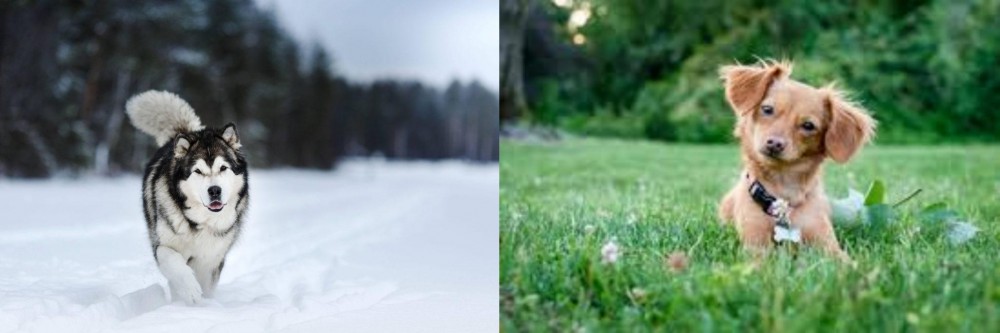 Chiweenie vs Siberian Husky - Breed Comparison