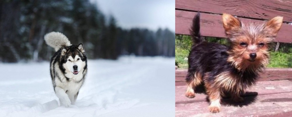 Chorkie vs Siberian Husky - Breed Comparison