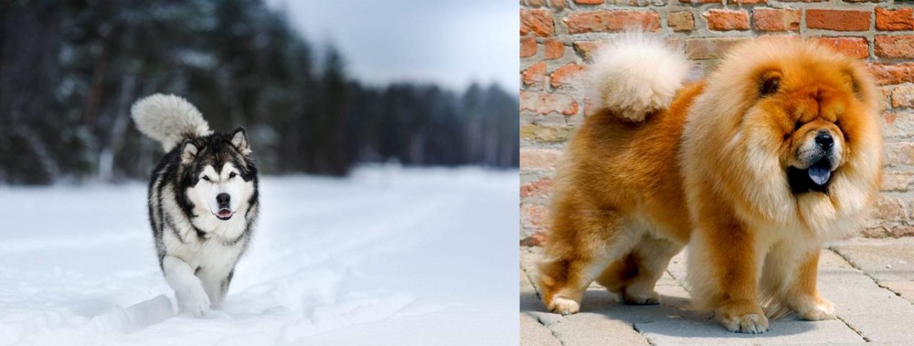 Chow Chow vs Siberian Husky - Breed Comparison