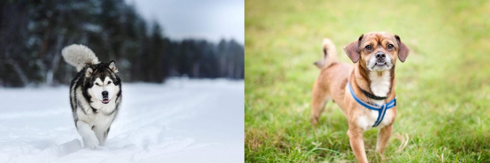 Chug vs Siberian Husky - Breed Comparison