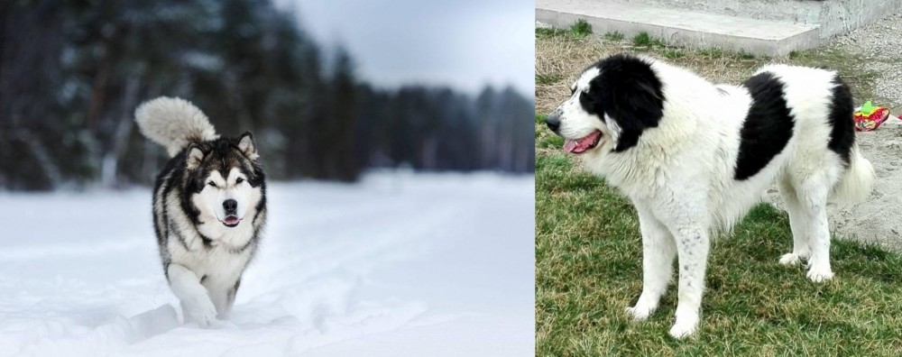 Ciobanesc de Bucovina vs Siberian Husky - Breed Comparison