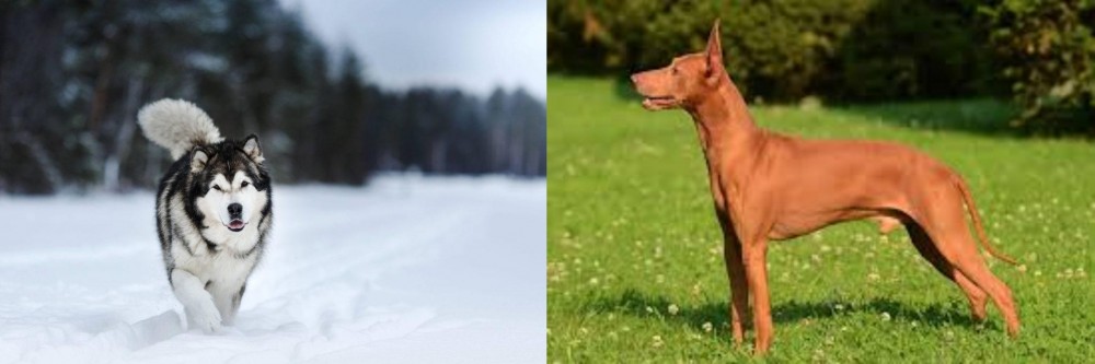 Cirneco dell'Etna vs Siberian Husky - Breed Comparison
