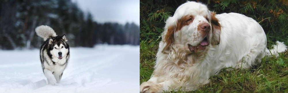 Clumber Spaniel vs Siberian Husky - Breed Comparison