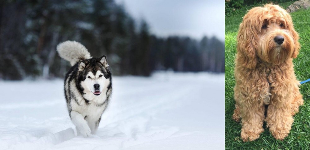 Cockapoo vs Siberian Husky - Breed Comparison