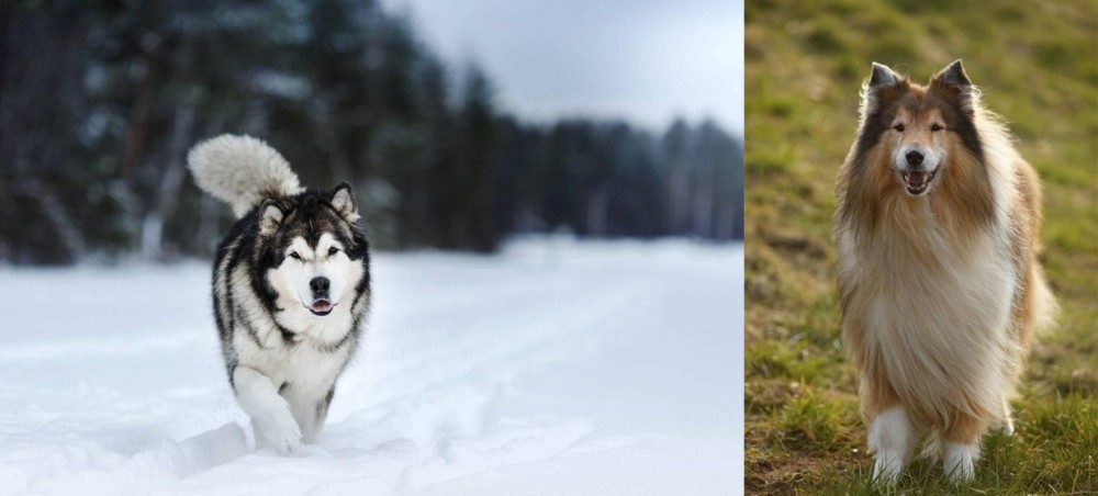 Collie vs Siberian Husky - Breed Comparison