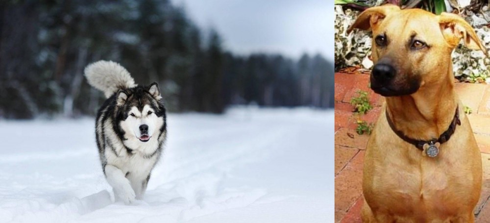 Combai vs Siberian Husky - Breed Comparison