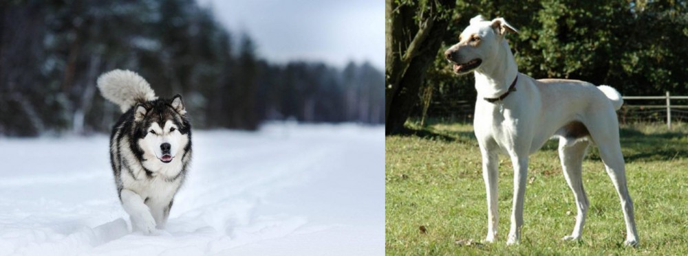 Cretan Hound vs Siberian Husky - Breed Comparison