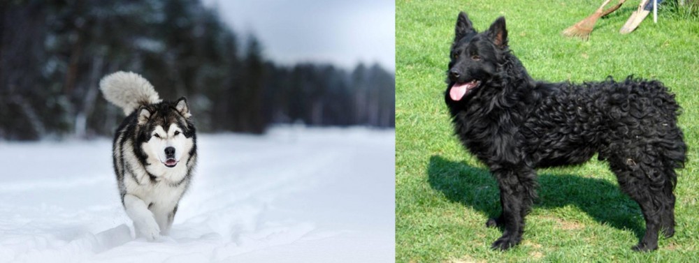 Croatian Sheepdog vs Siberian Husky - Breed Comparison