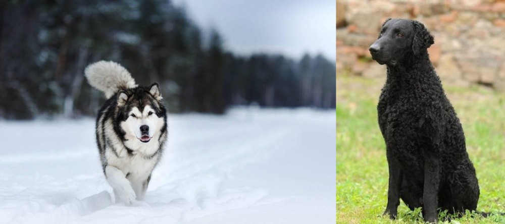 Curly Coated Retriever vs Siberian Husky - Breed Comparison