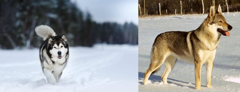 Czechoslovakian Wolfdog vs Siberian Husky - Breed Comparison