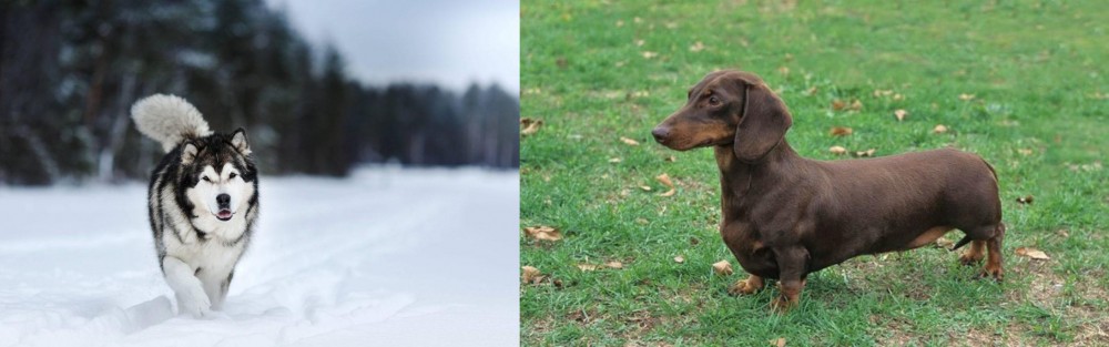 Dachshund vs Siberian Husky - Breed Comparison