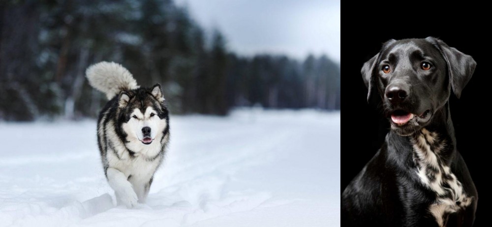 Dalmador vs Siberian Husky - Breed Comparison