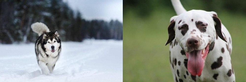 Dalmatian vs Siberian Husky - Breed Comparison
