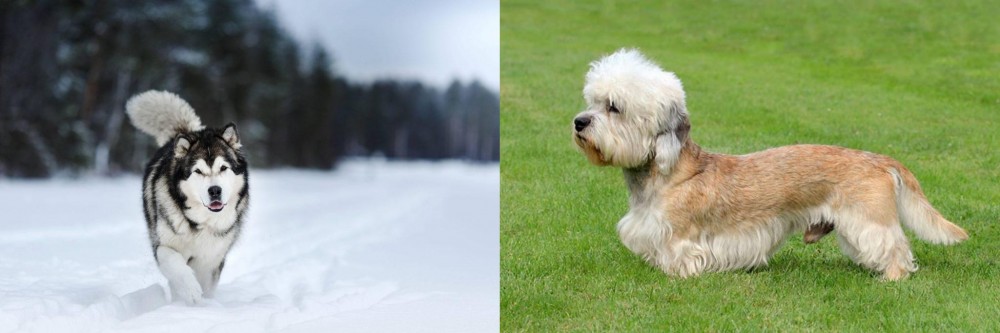 Dandie Dinmont Terrier vs Siberian Husky - Breed Comparison